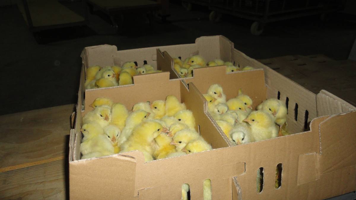 Valenje jednodnevnih pilića